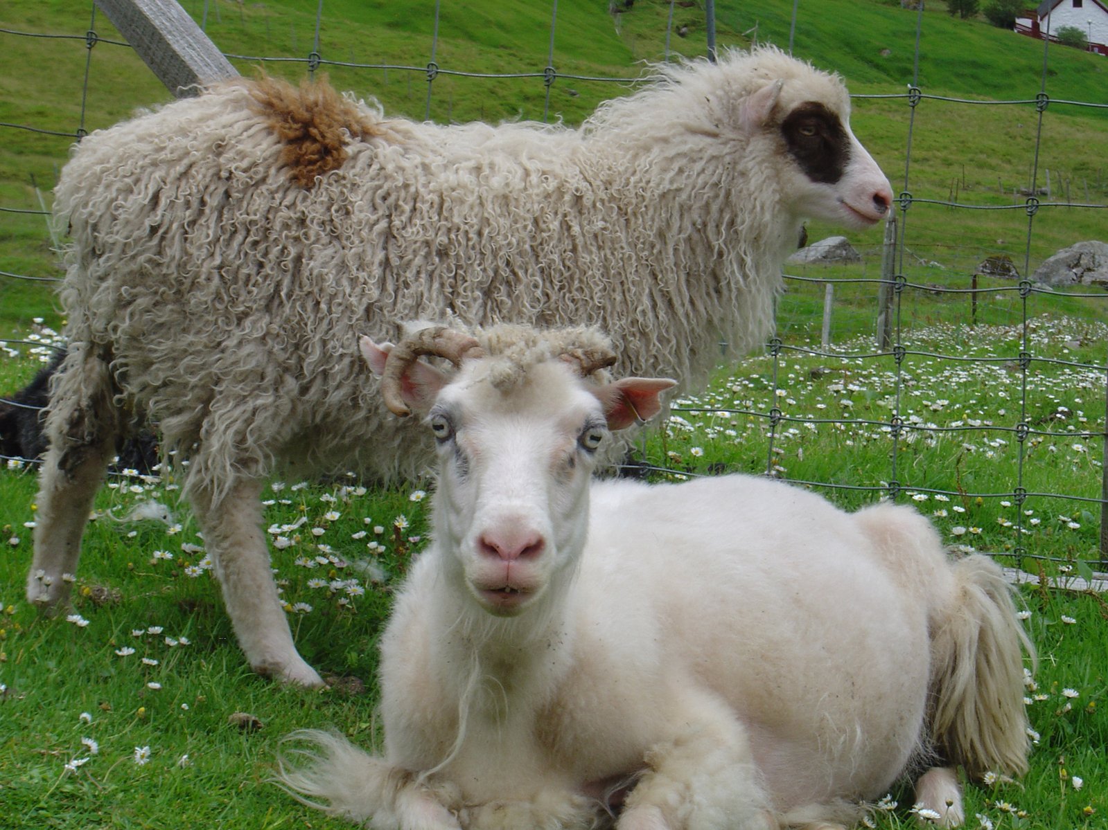 a lamb and her calf stand in the grass near a fence