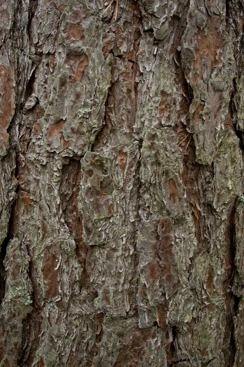 close up image of the bark on the bark of a tree