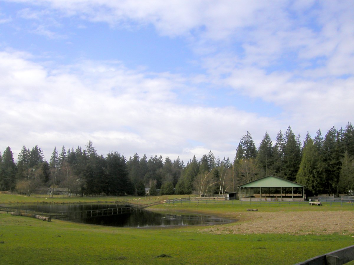 a field with some horses in the middle