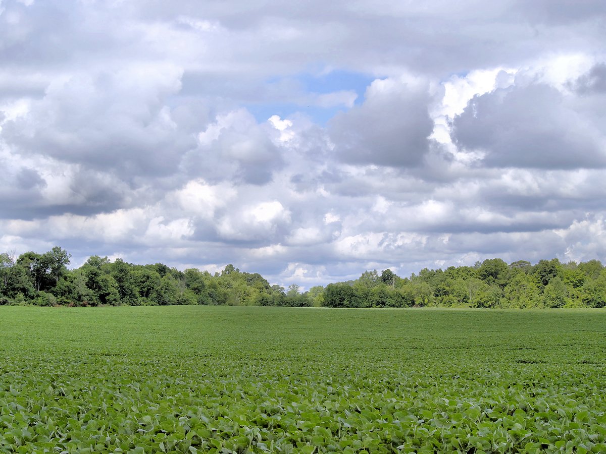 a large field with trees and clouds