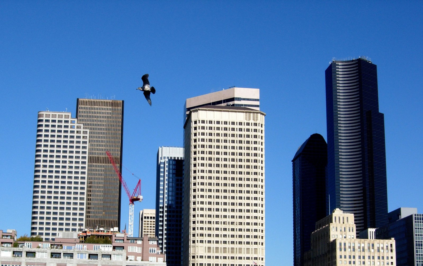 a bird that is flying over a large group of buildings