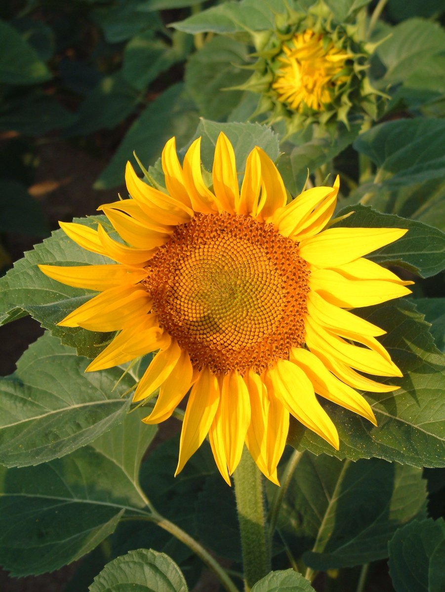a sunflower is blooming in the middle of the field