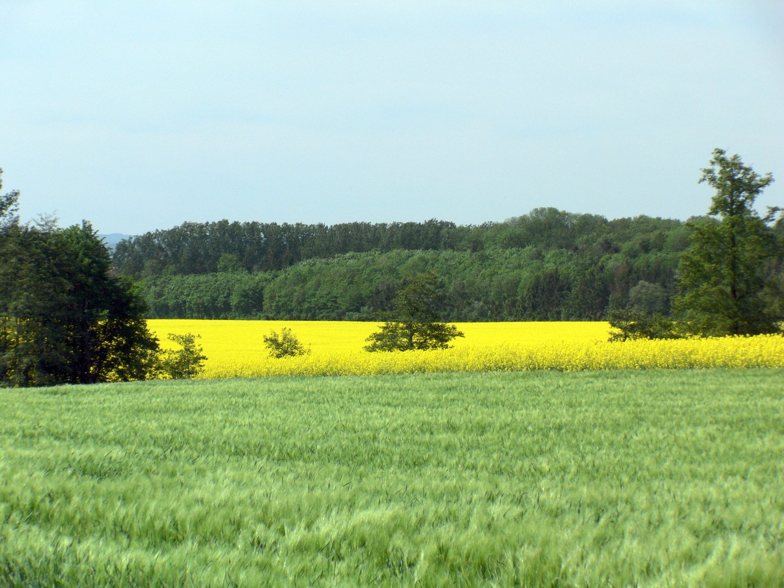 several yellow flowers and trees in the distance