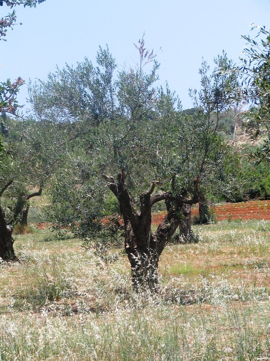 an image of a grassy field with trees