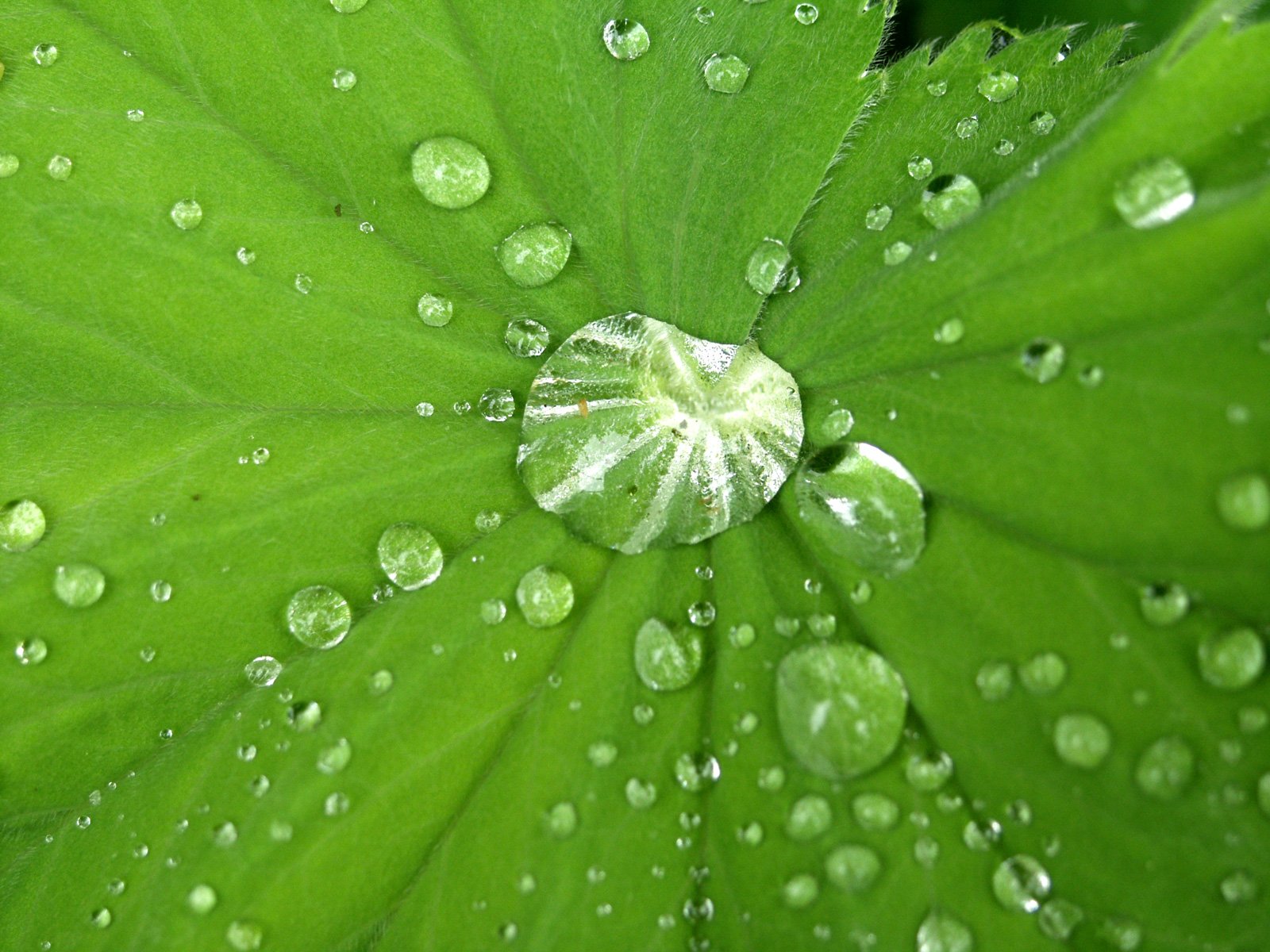 a green leaf with a few drops of water