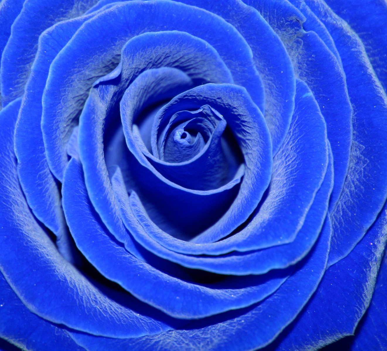 a blue flower has a spiral in the center
