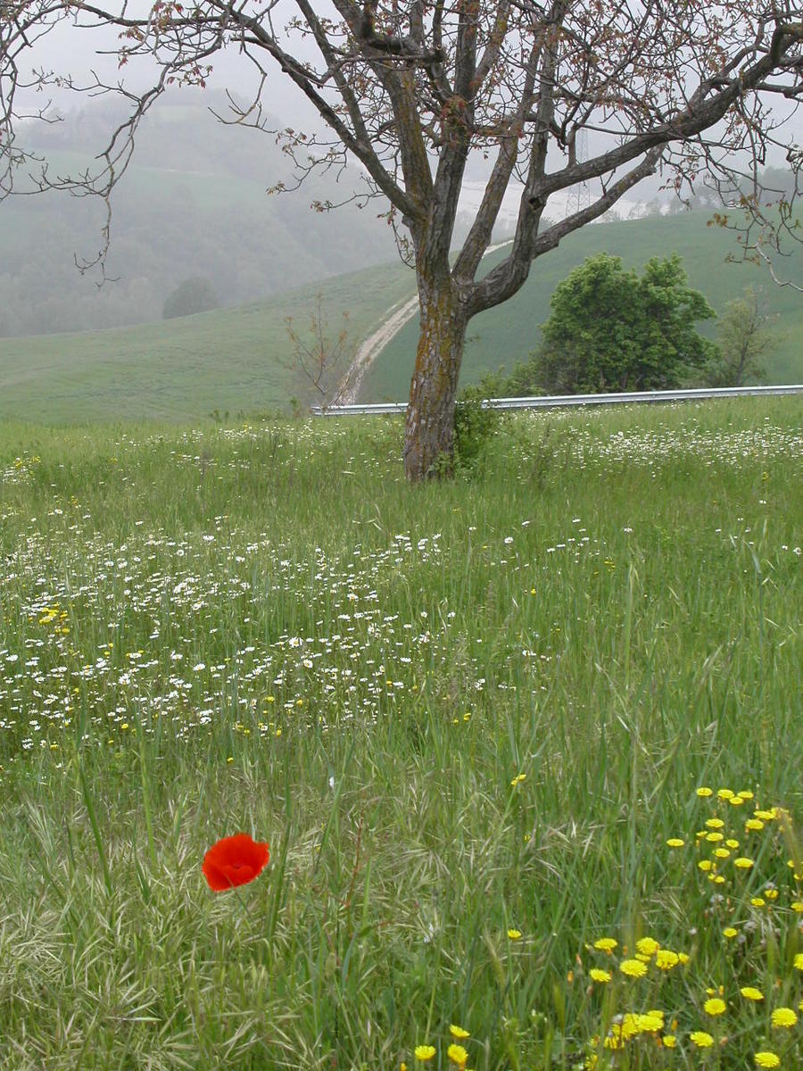 a lone red frisbee stands in tall grass with yellow flowers