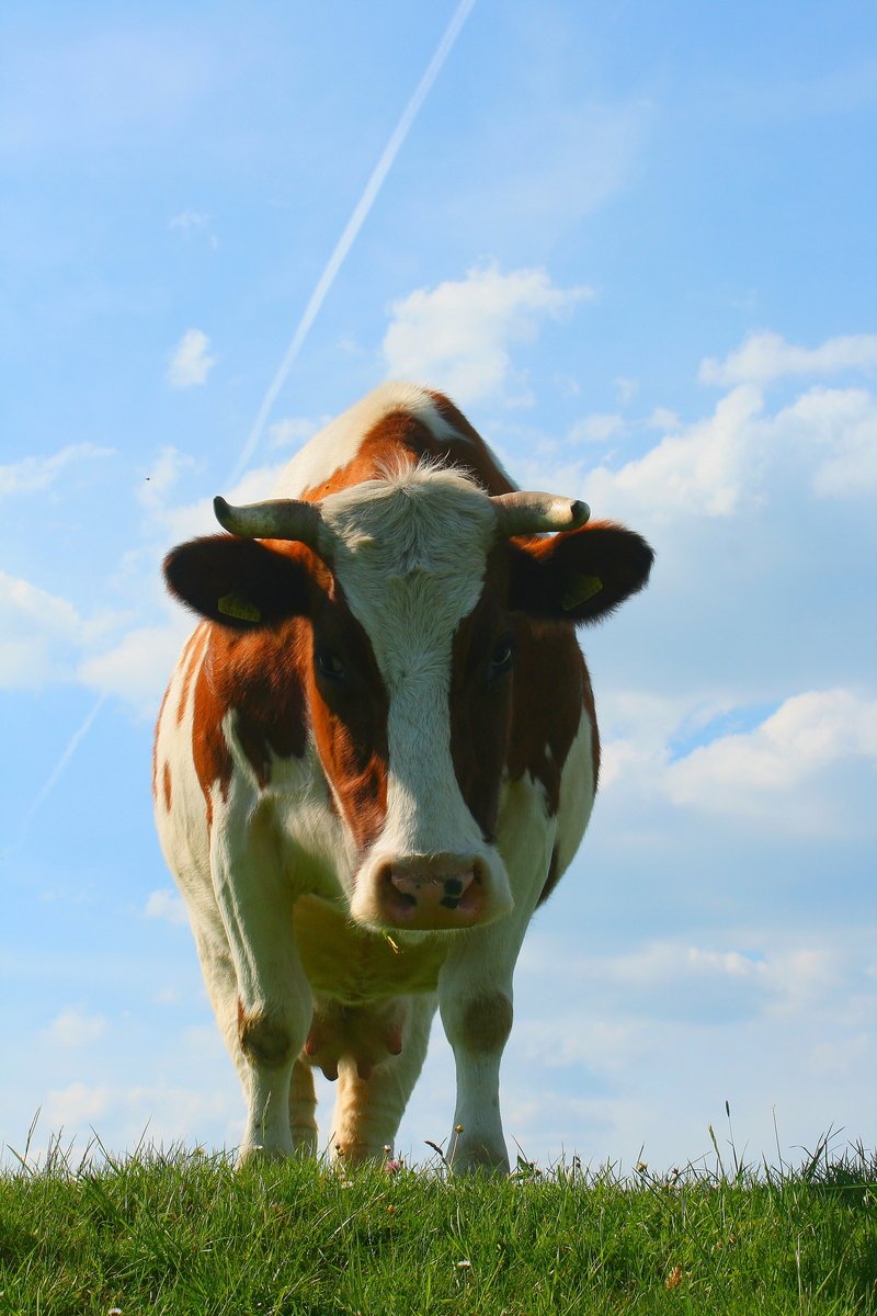 a close up of a cow with sky in background