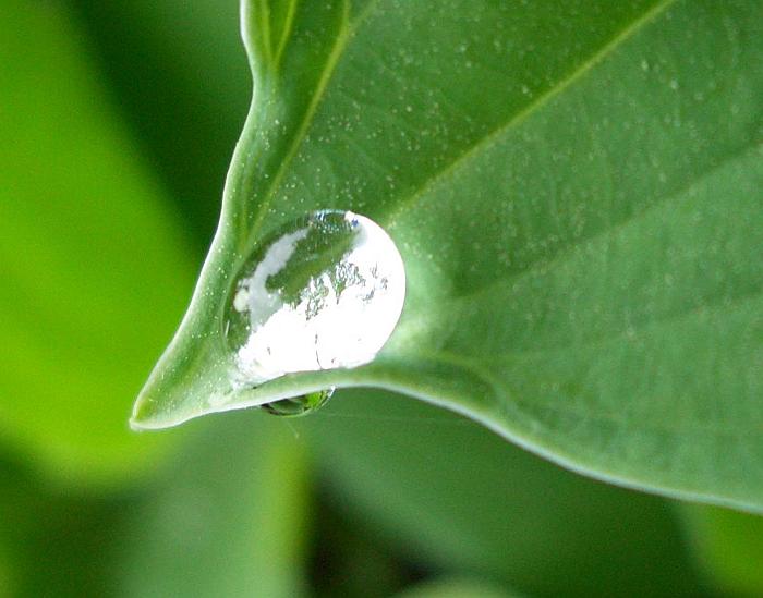 a drop of water on a leaf that looks like it is floating