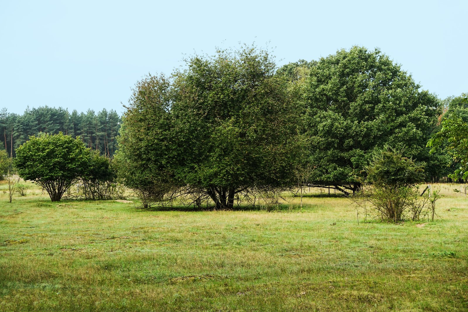 a lone giraffe standing in a grassy field