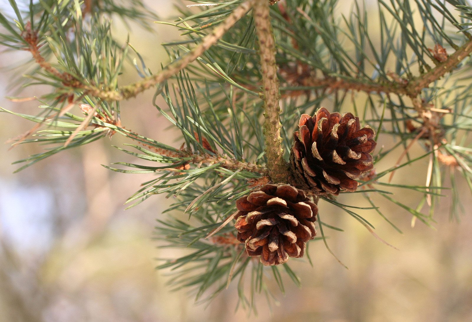 two cones of pine sit on a tree nch