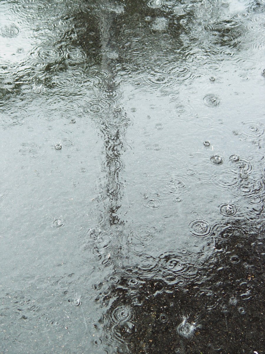 a rainy day with a tree and two umbrellas