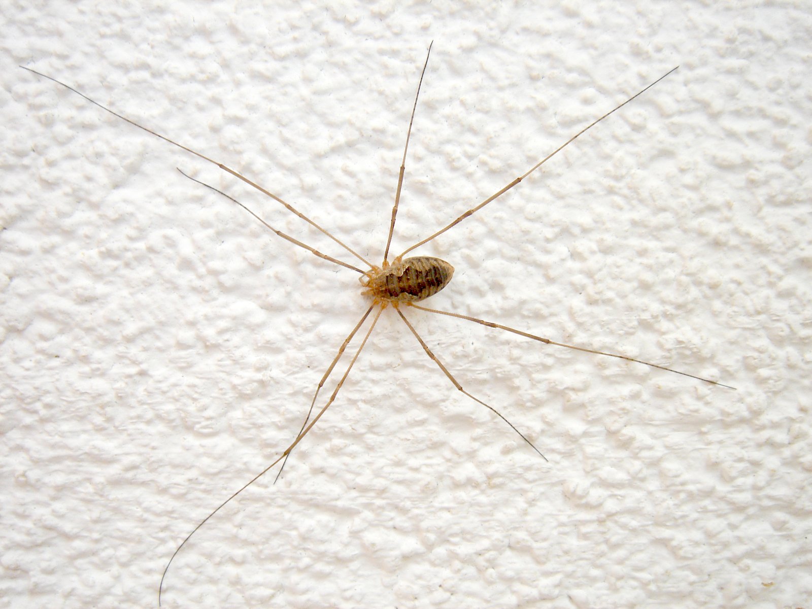a white bug sitting on top of a white surface