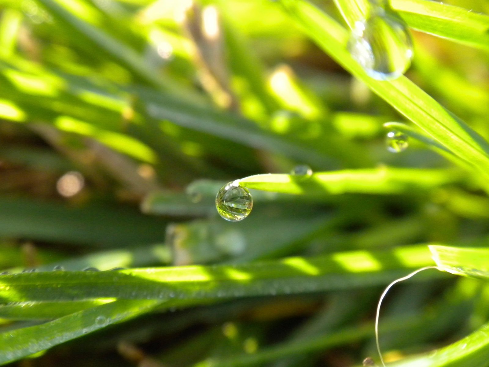 a close up of water droplets on grass