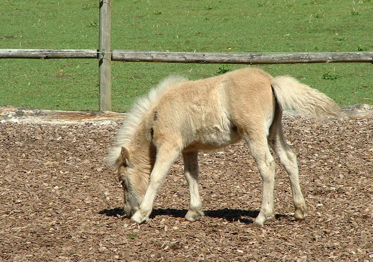 a little pony is standing in the dirt by itself