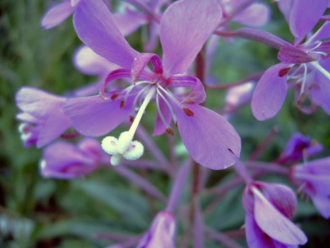 purple flowers with white centers in a garden