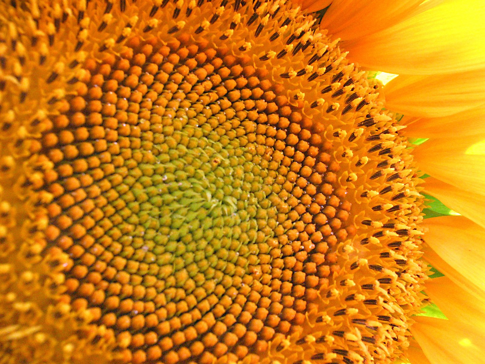 a sunflower is shown showing the center
