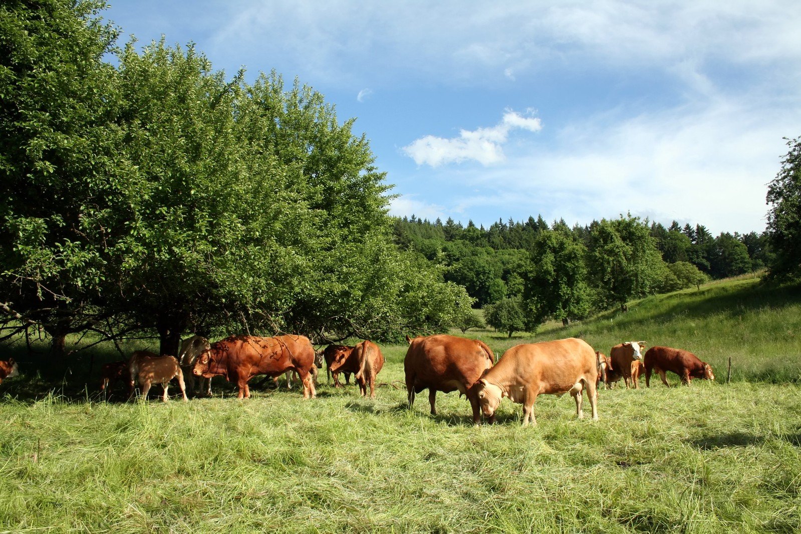 cows are grazing in the green grassy field