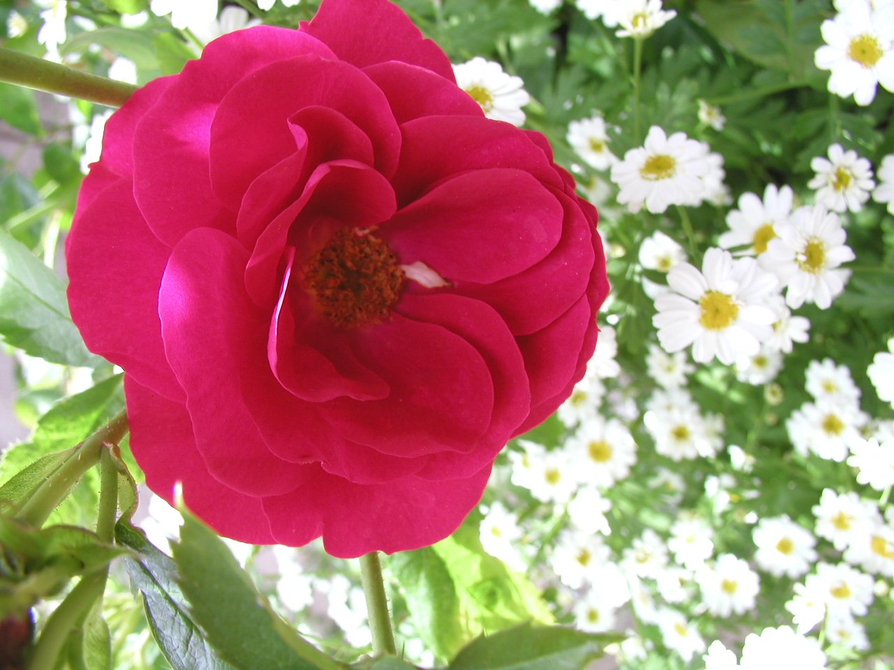 a pink flower in front of some white flowers