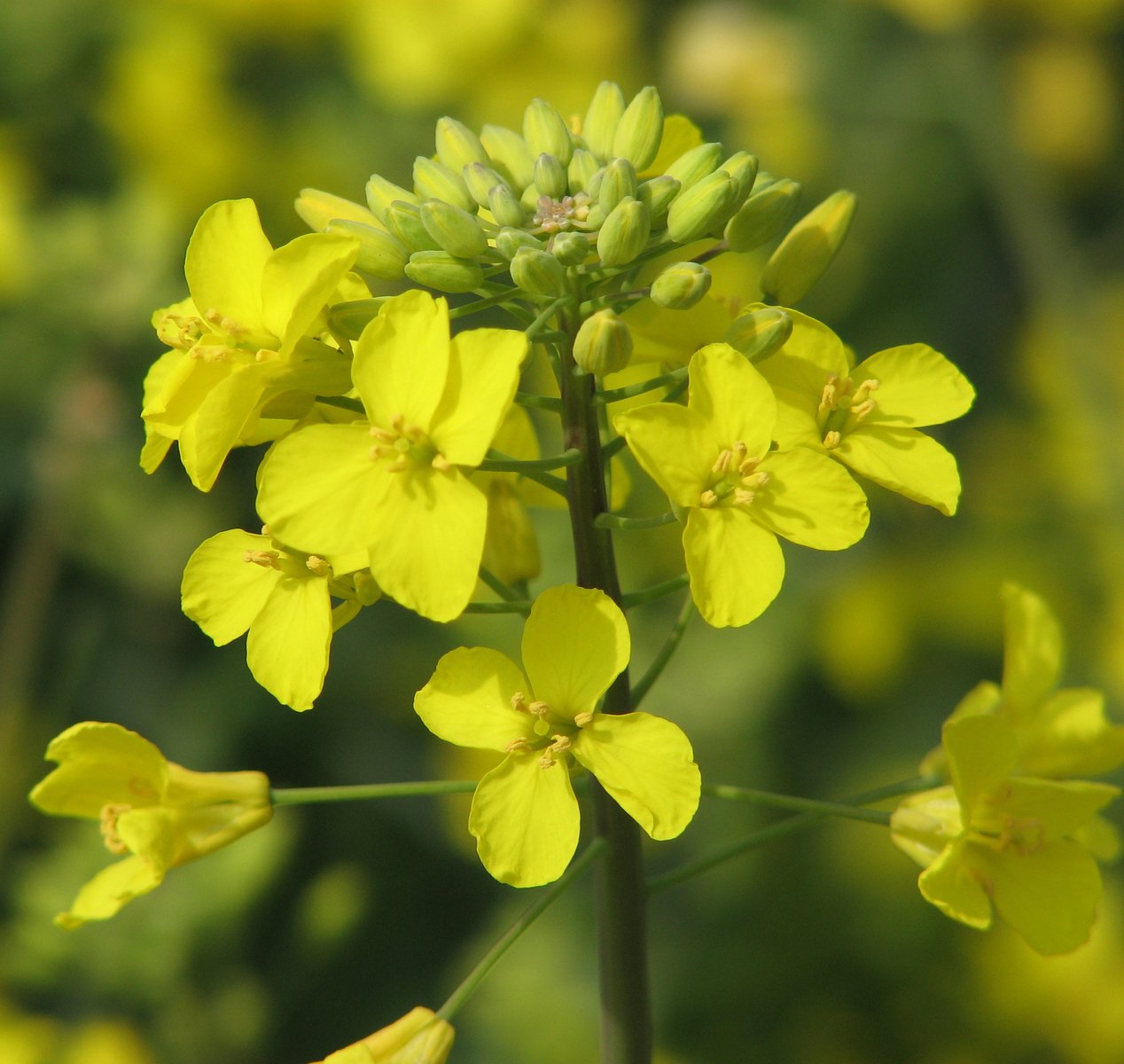 closeup s of a yellow flower with green tips