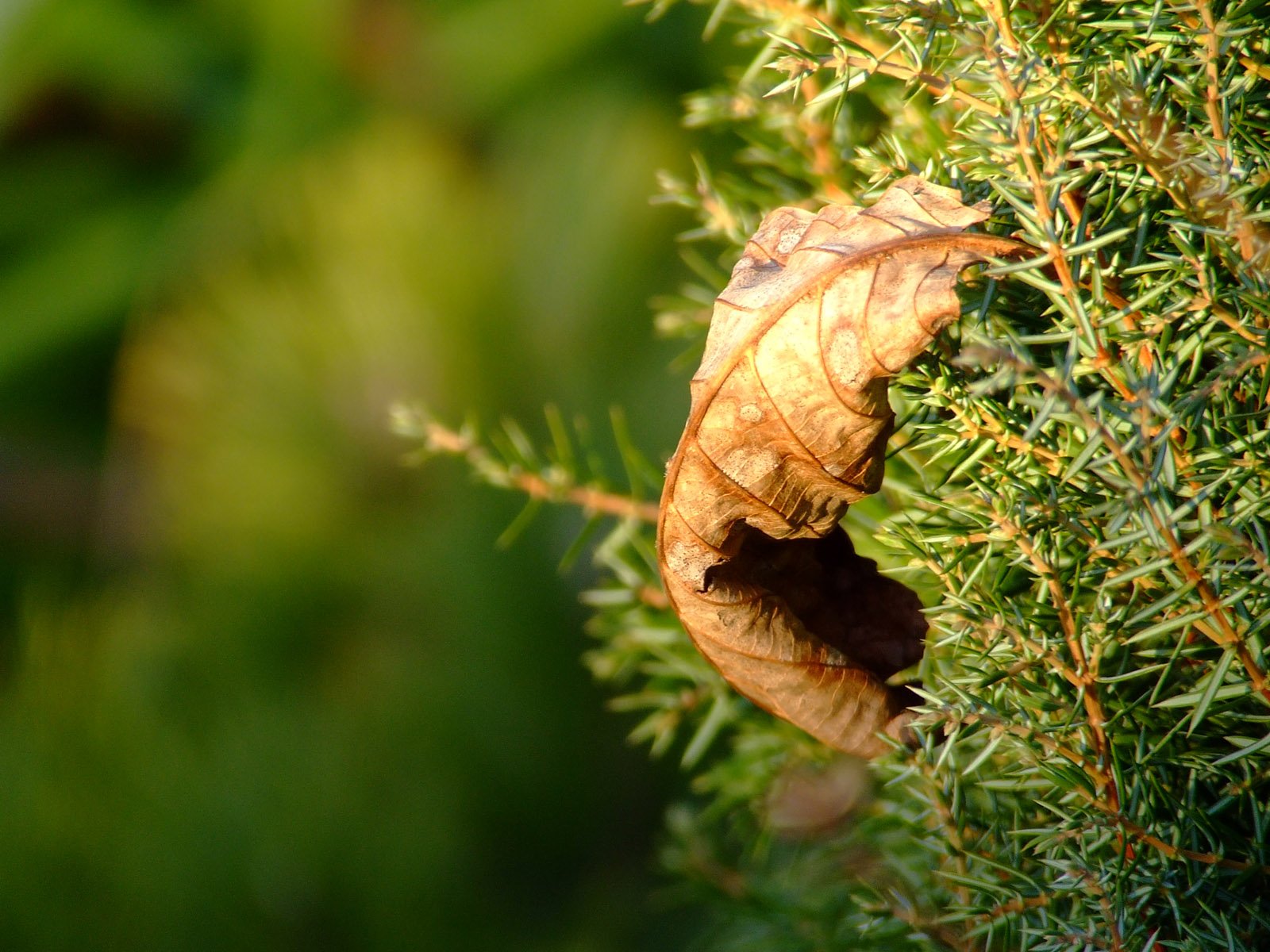a dried leaf lays in the leaves of a fir tree