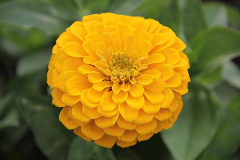 a close up picture of a yellow flower