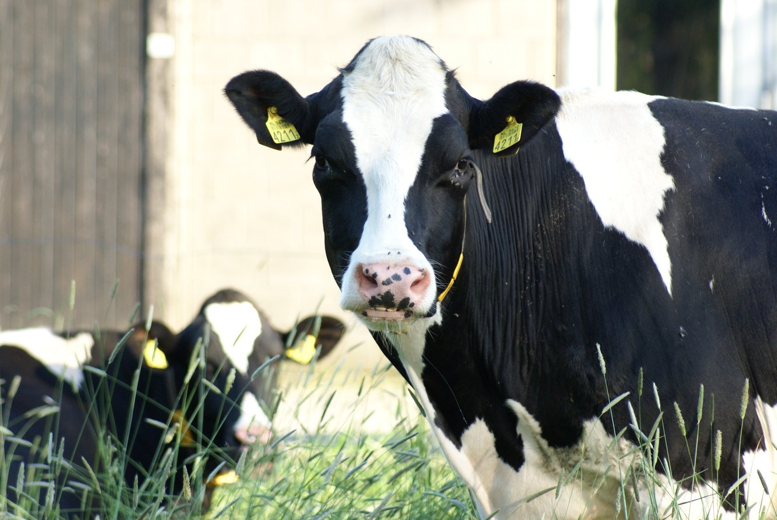 a black and white cow with some yellow tags on it's ears