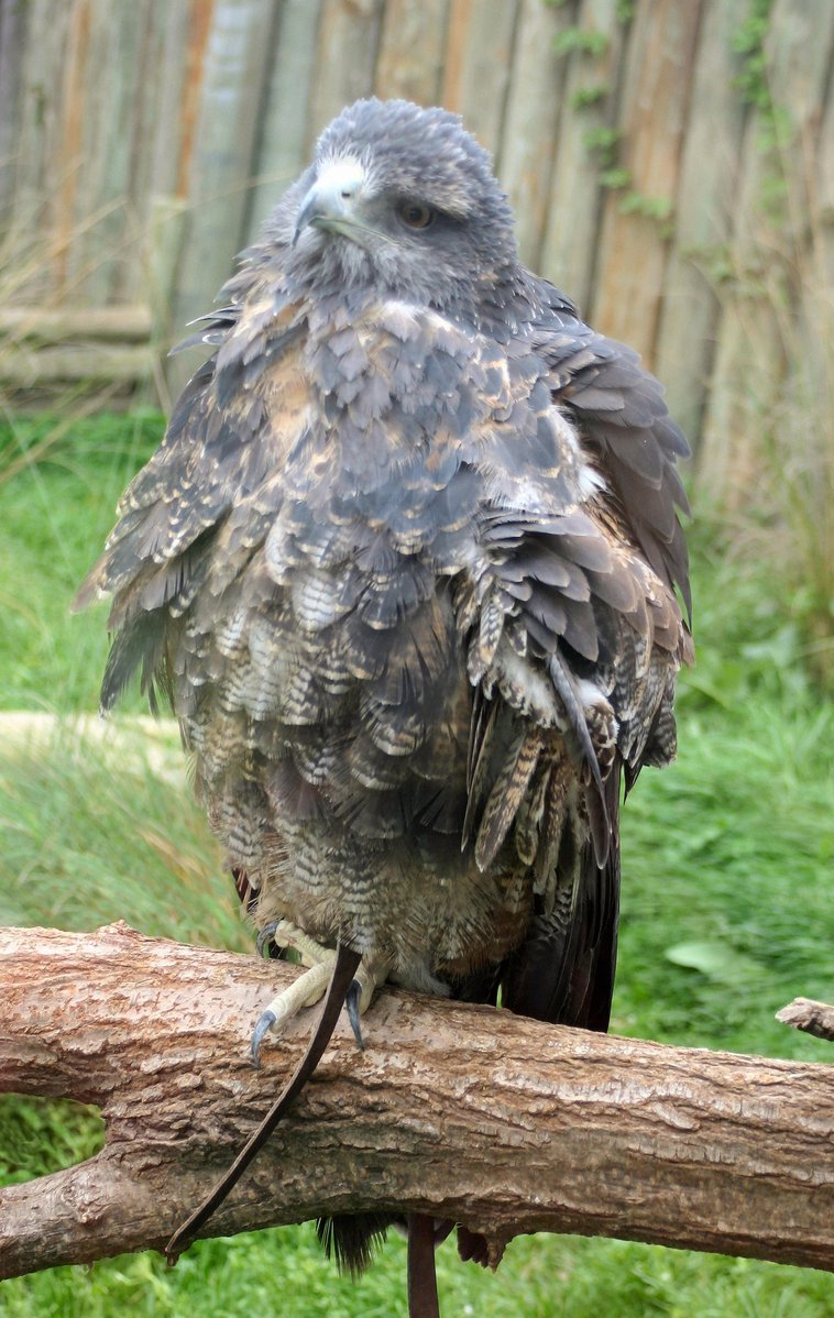 a close up of a bird perched on a tree limb