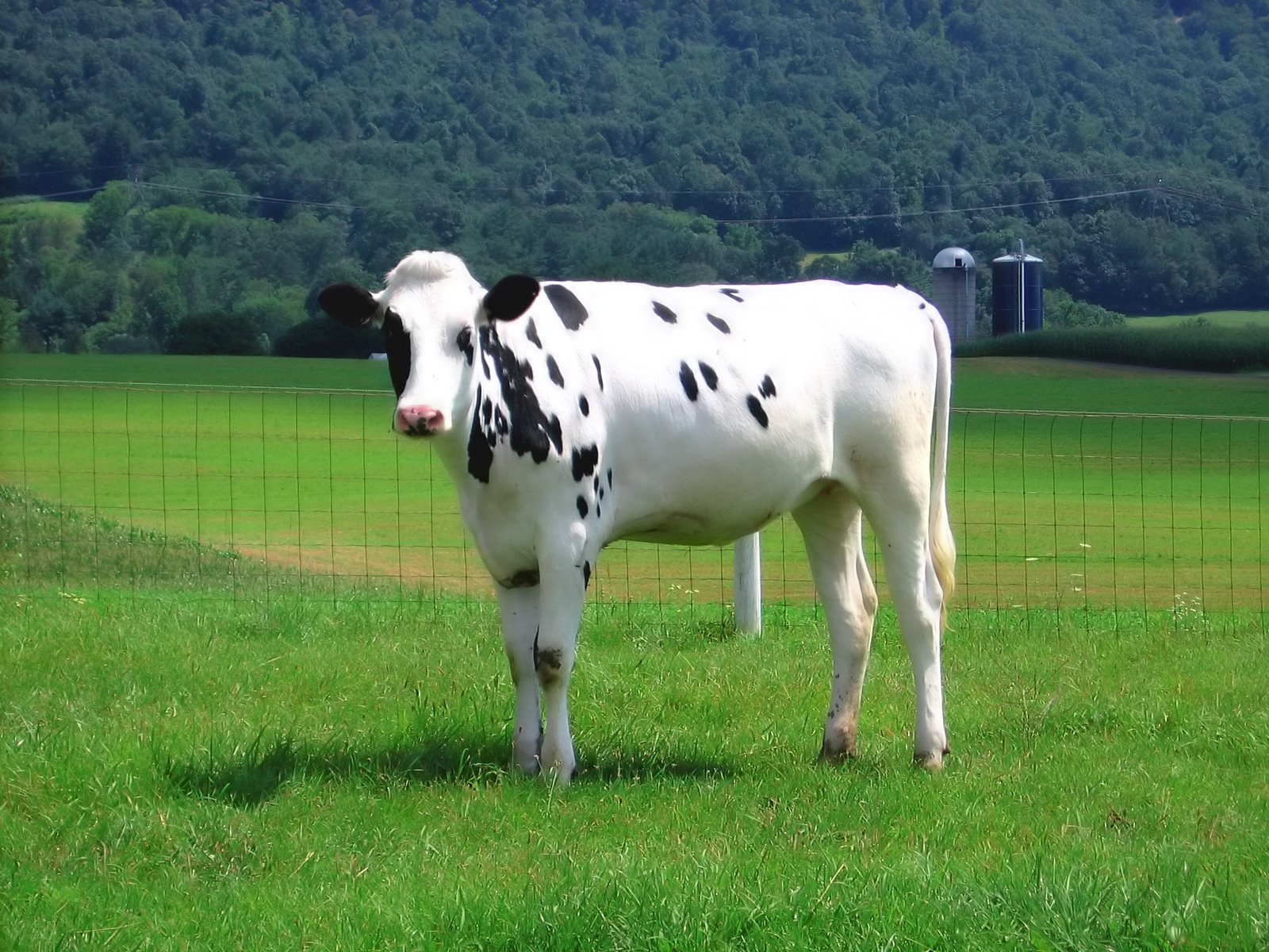 a cow with black spots standing in a grassy field