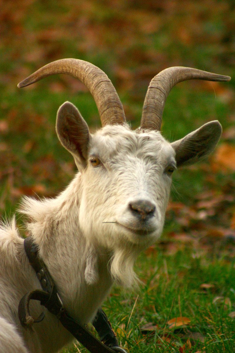 a goat is resting in the grass and looking up