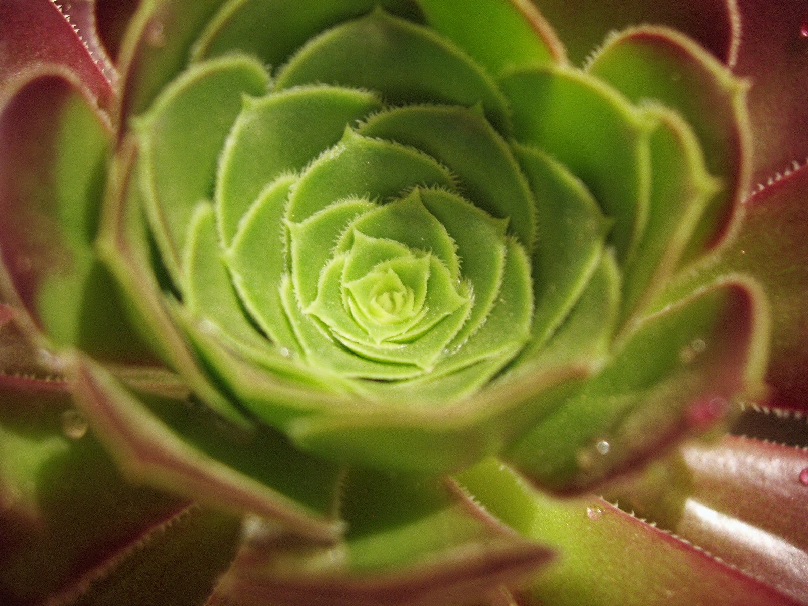 an image of a green flower in the center