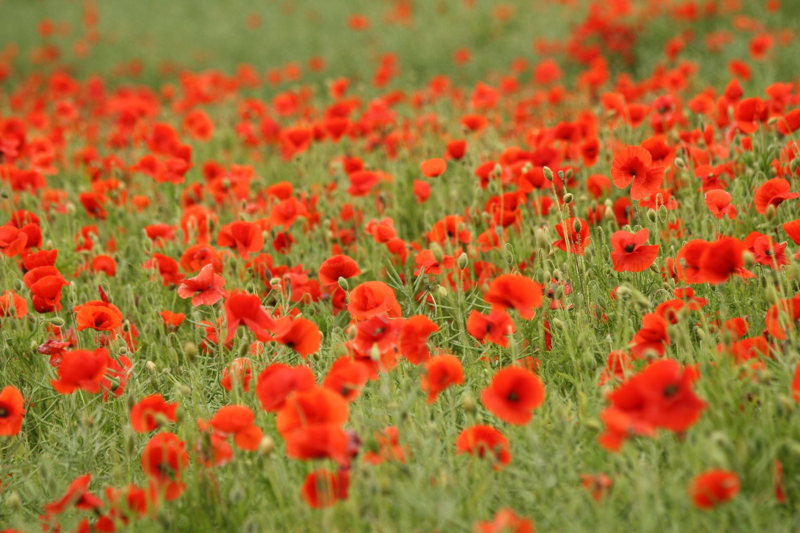 a field of red flowers is in the grass