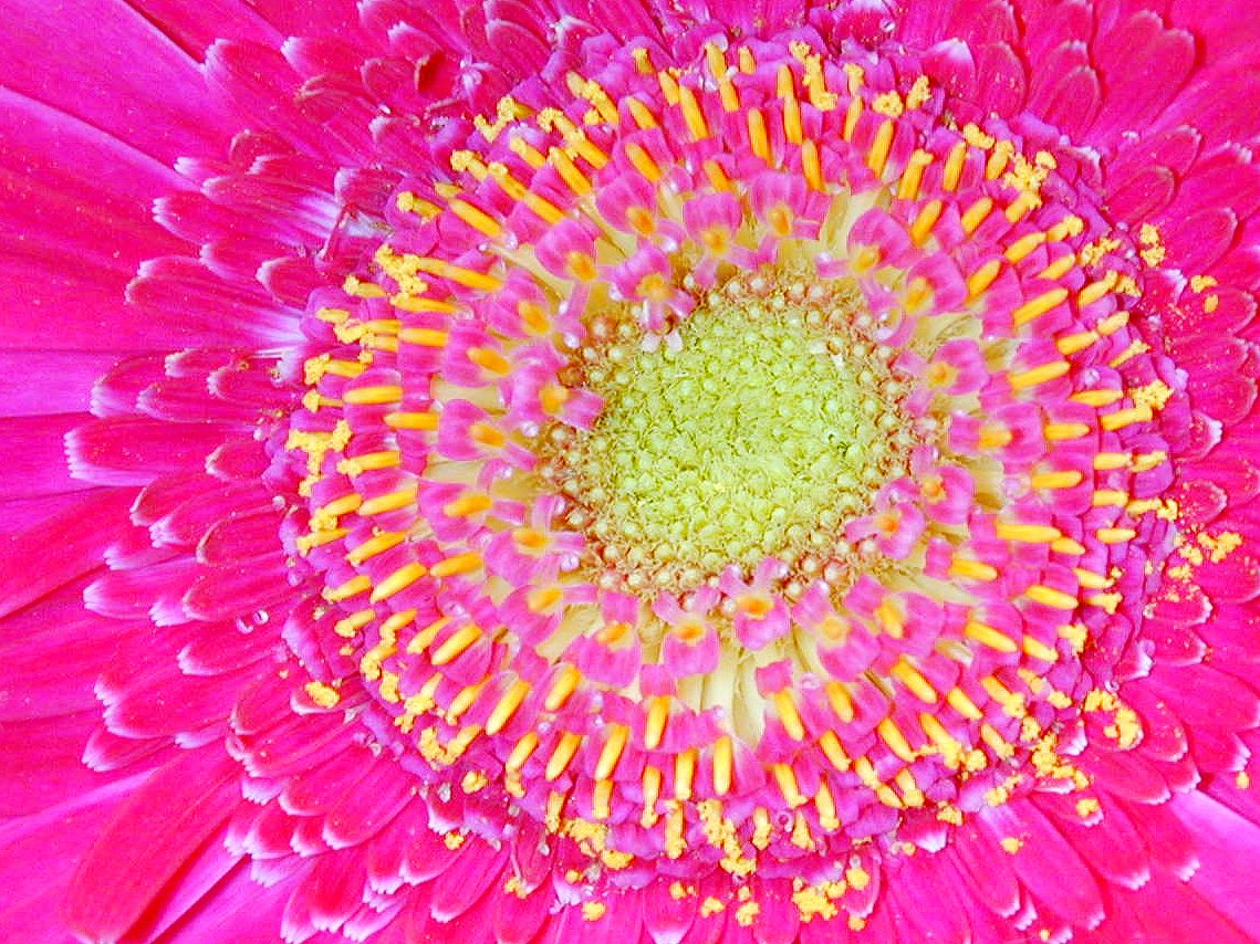 the middle view of the petals of a pink flower