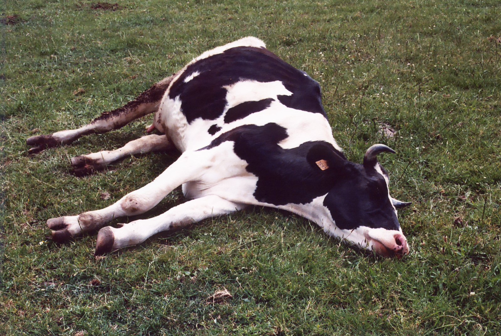 a black and white cow laying in the grass