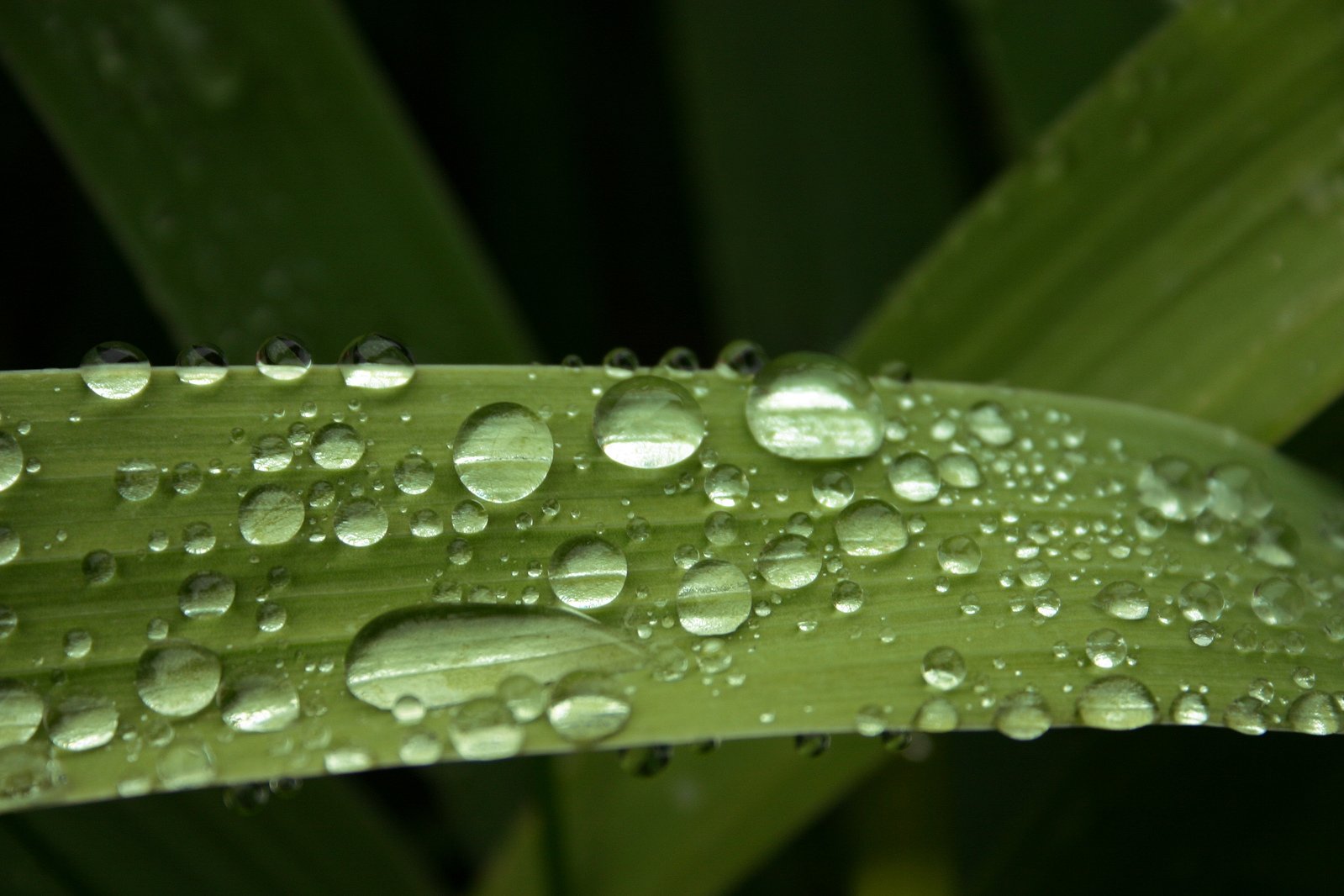 water droplets are on a blade of green plants