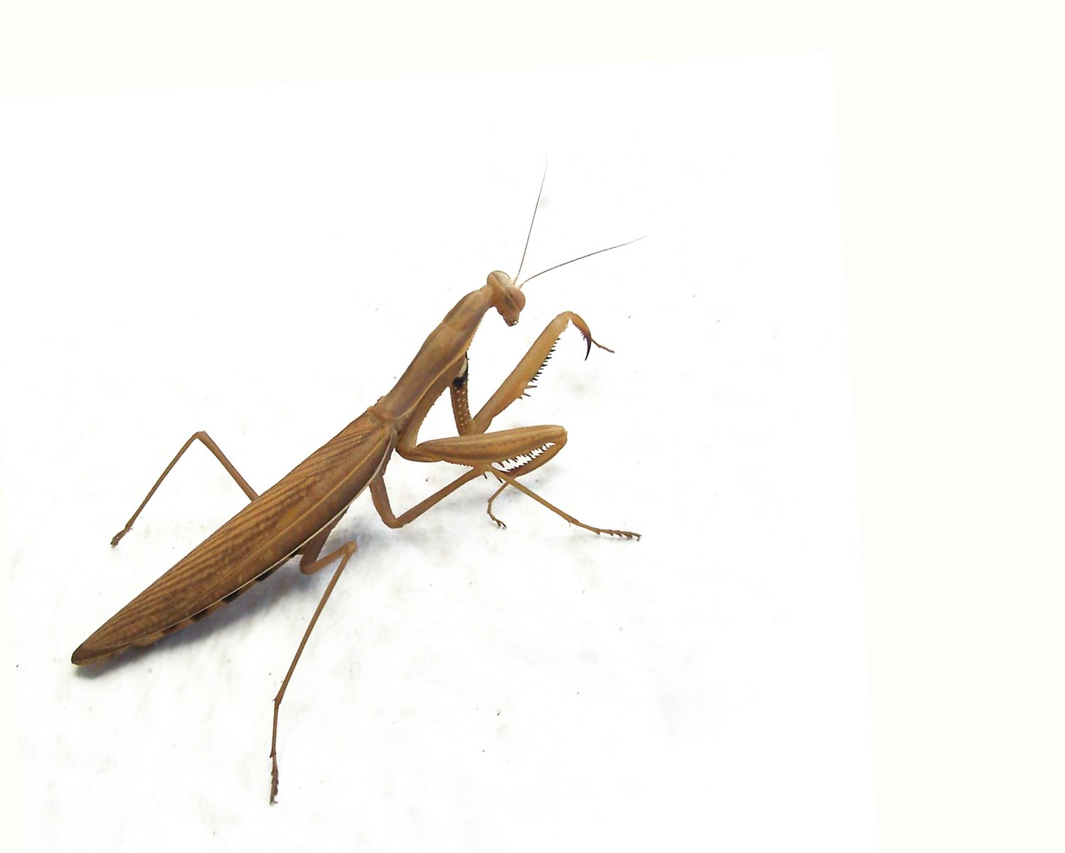 an praying mantisca on white paper