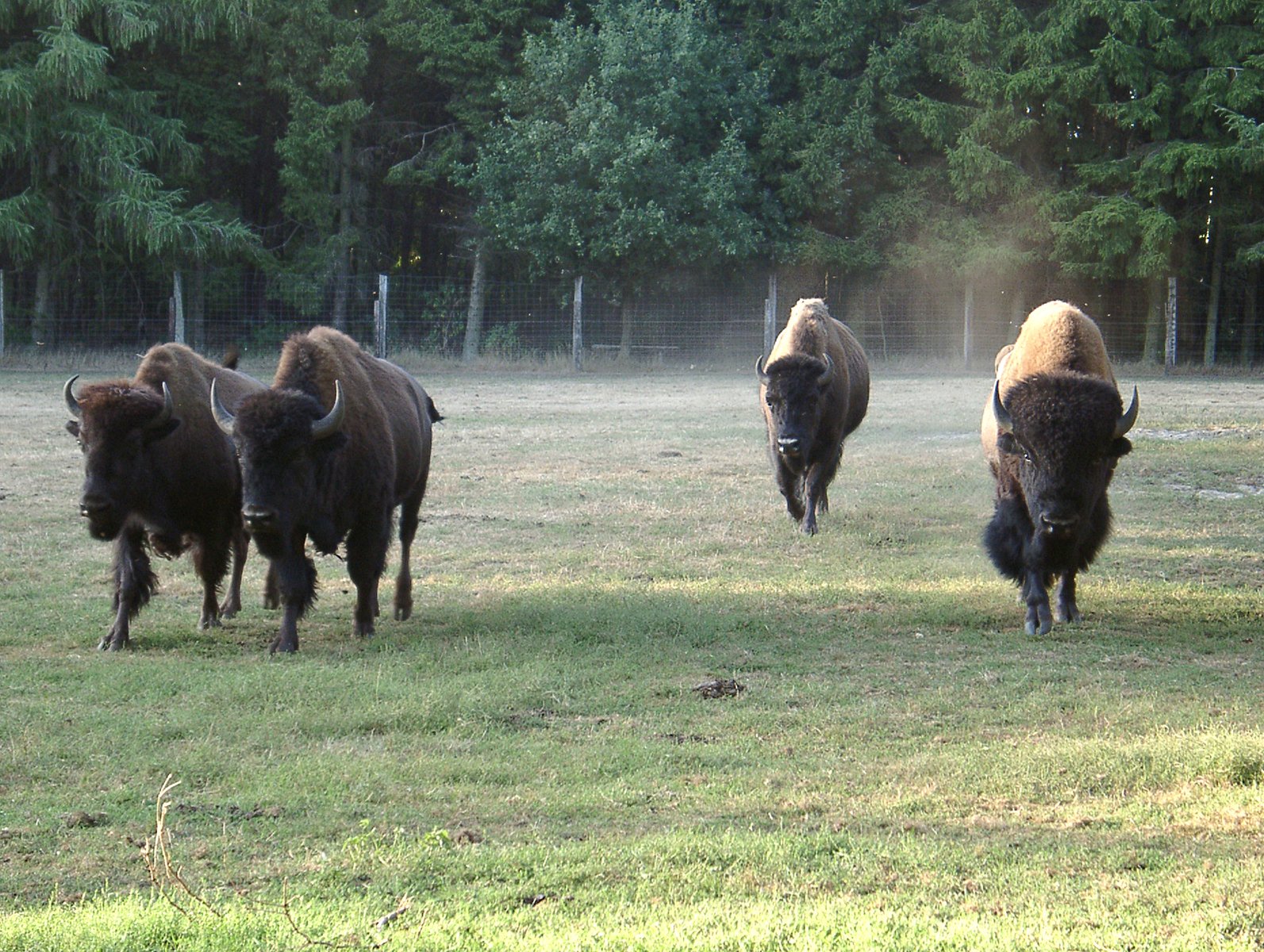 bison run to the right in front of a fenced field