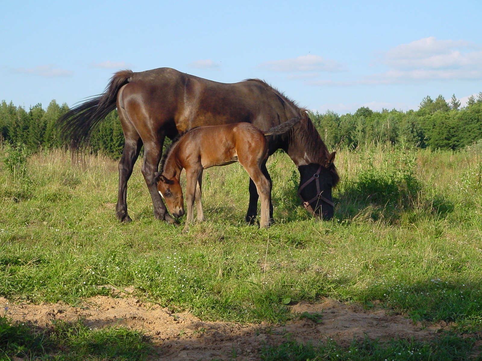 a horse with a young one eating grass