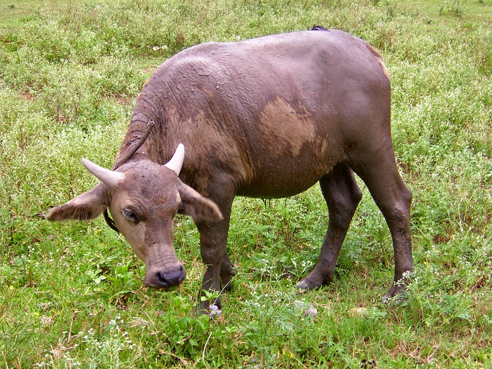 a large cow in an open field eating grass