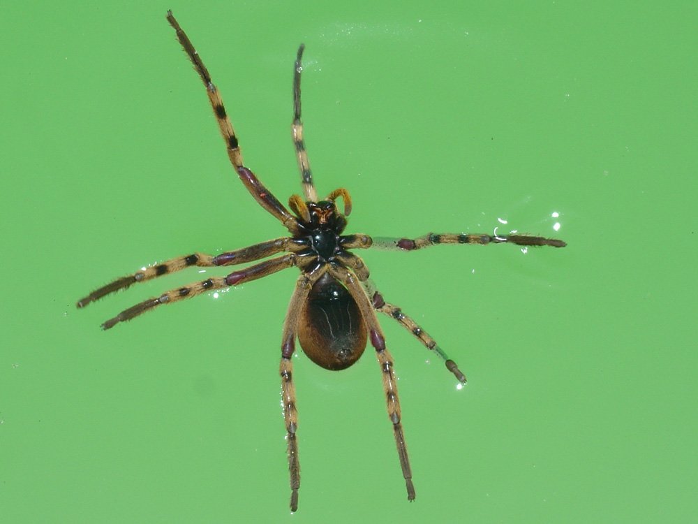 a large brown spider sitting on top of a green surface