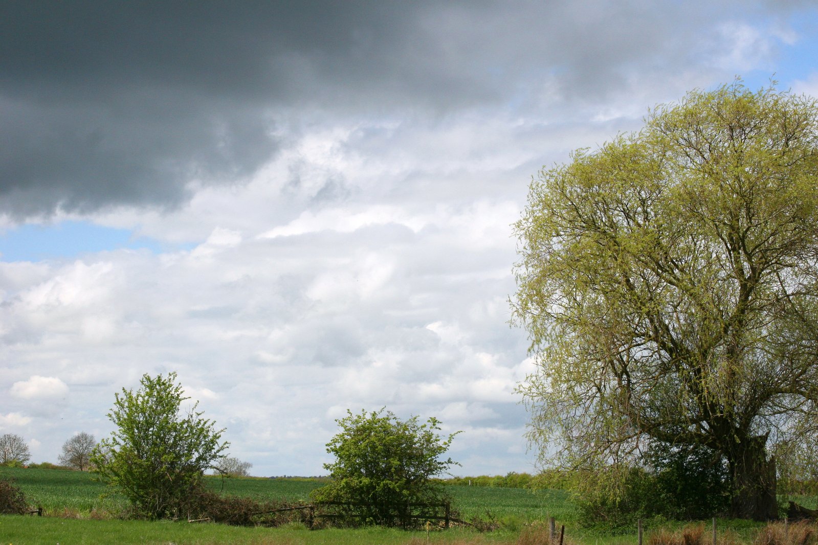 an open field with trees and bushes under a cloudy sky