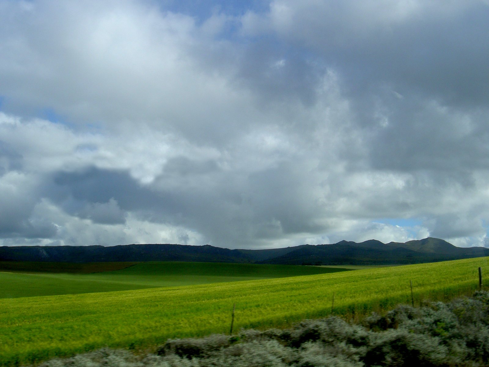 a yellow field with hills in the background