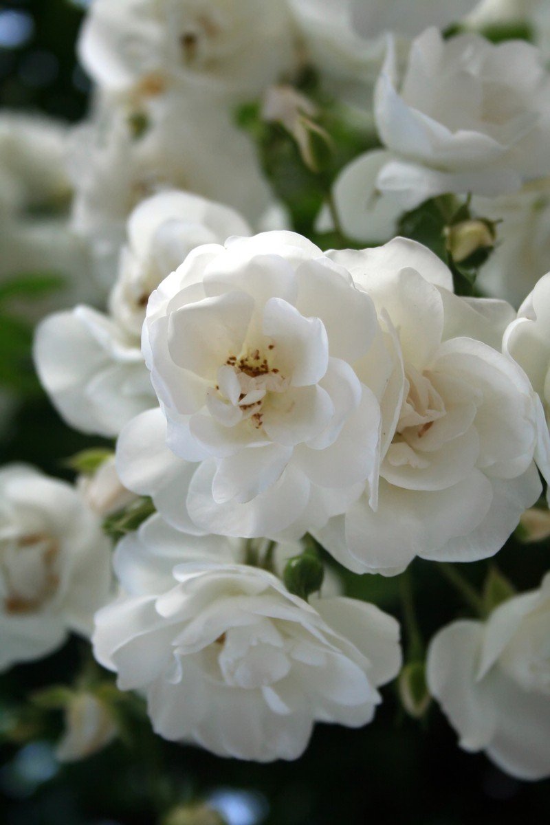 closeup of a cluster of white flowers
