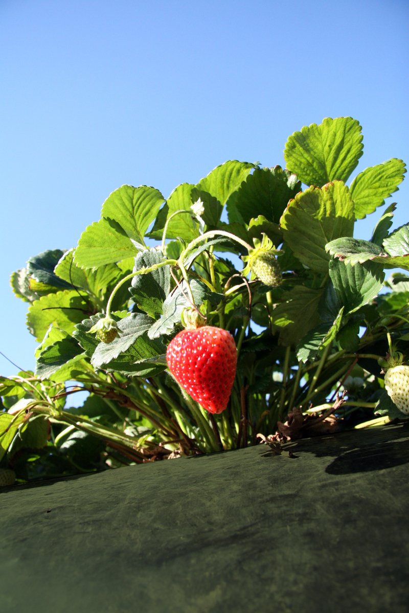 there is a strawberry growing next to a plant