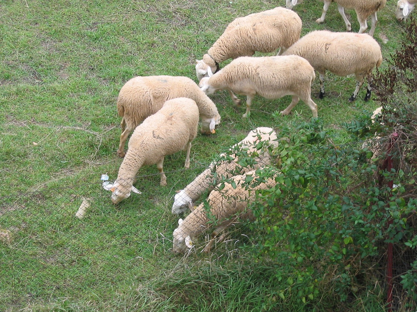 a number of sheep grazing on a lush green field