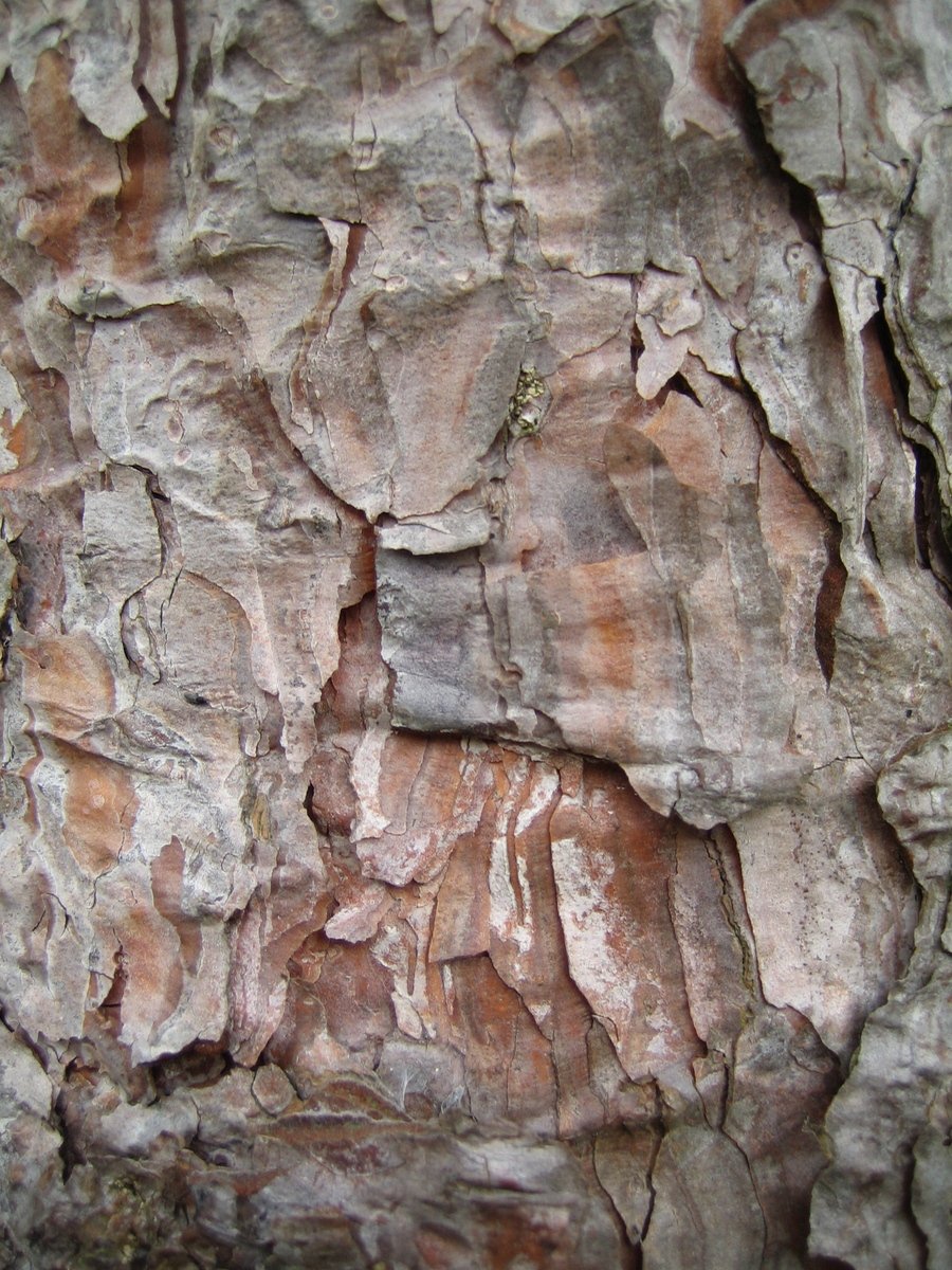 this close up po shows the bark of an old tree