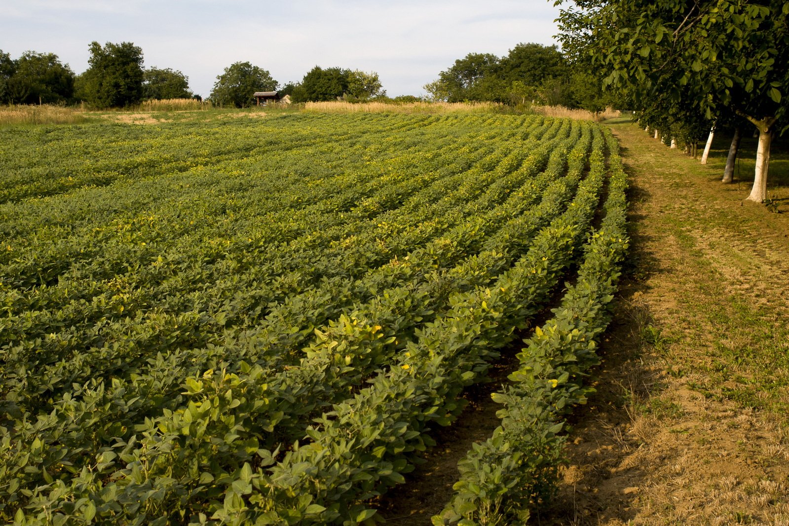 there is a large field that is next to trees