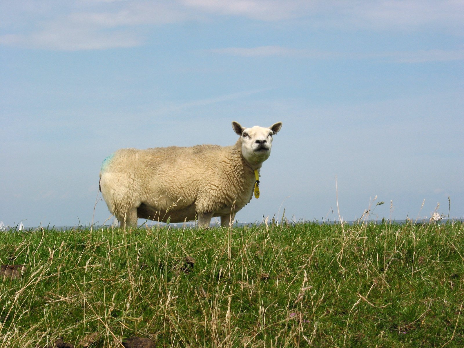 a white sheep stands in the grass on a sunny day