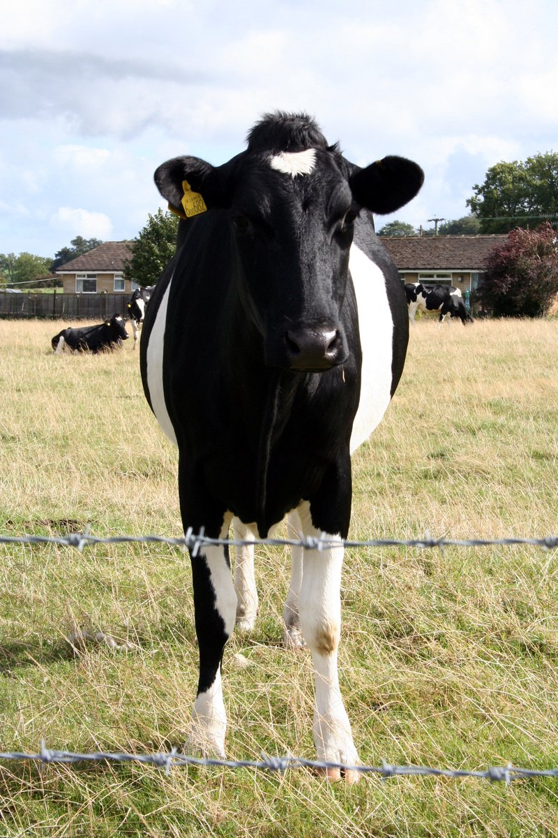 a black and white cow standing behind a fence
