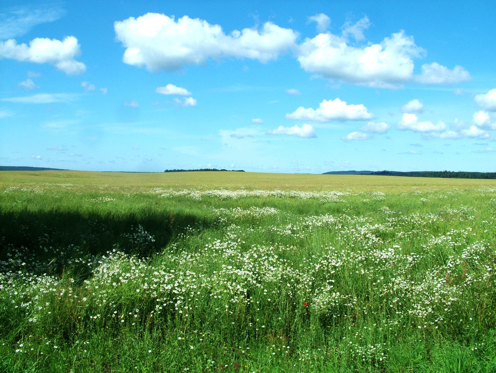 the grassy plain is surrounded by daisies under a blue sky